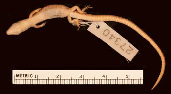 Media type: image;   Herpetology R-27340